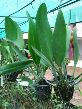 Cattleya Plant